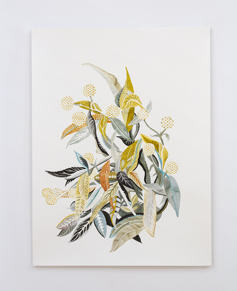 20150220_Albrecht_2766 Untitled B. globosa WEB